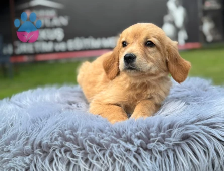 Dişi ve Erkek Yavrularımız Safkan Golden Retriever - 9765 - Görsel 3