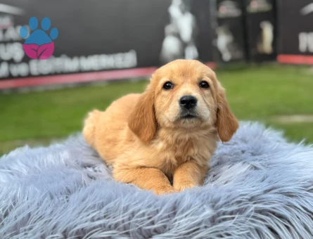 Dişi ve Erkek Yavrularımız Safkan Golden Retriever - 9765 - Görsel 4