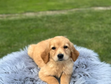 Gülen Surat Golden Retriever Yavrularımız - 9767