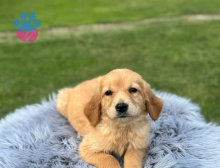 Gülen Surat Golden Retriever Yavrularımız - 9767 - Görsel 3