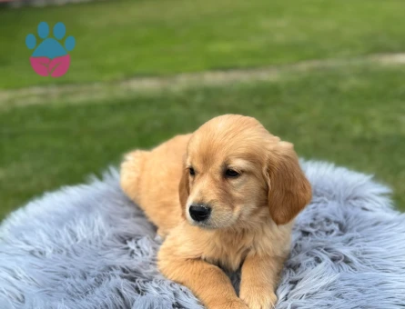 Gülen Surat Golden Retriever Yavrularımız - 9767 - Görsel 4