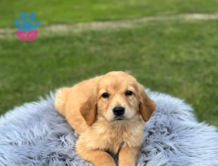 Kızıl Renk Golden Retriever Yavrularımız - 9769 - Görsel 3