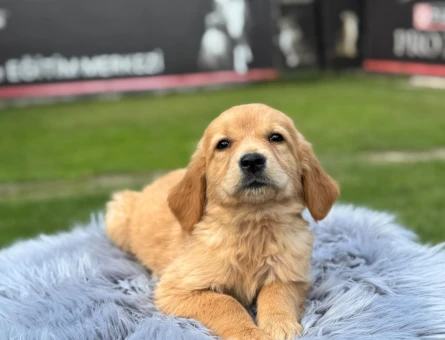 Kızıl Renk Golden Retriever Yavrularımız - 9769
