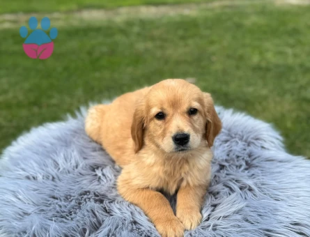 Kızıl Renk Golden Retriever Yavrularımız - 9769 - Görsel 4