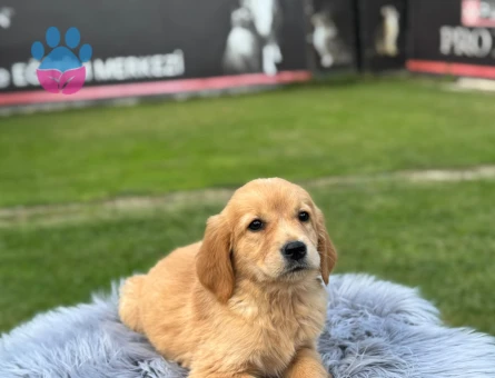 Golden Retriever Yavrularımız 2 Aylıklar - 9771