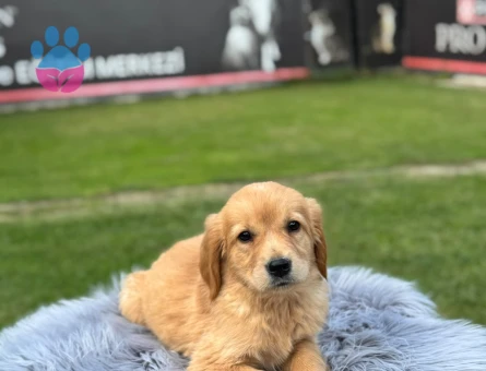 Golden Retriever Yavrularımız 2 Aylıklar - 9771 - Görsel 3
