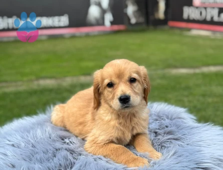 Şahane Dişi Yavrumuz Golden Retriever - 9773