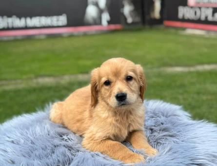Şahane Dişi Yavrumuz Golden Retriever - 9773