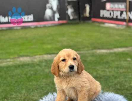 Şahane Dişi Yavrumuz Golden Retriever - 9773 - Görsel 3