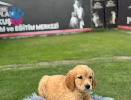 Sevimli Yavrılarımız Golden Retriver Yuva Arıyor - 9774 - Görsel 2