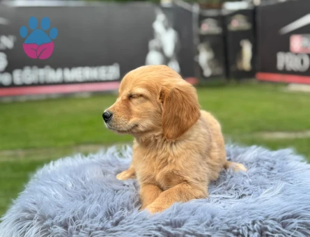 Sevimli Yavrılarımız Golden Retriver Yuva Arıyor - 9774 - Görsel 3