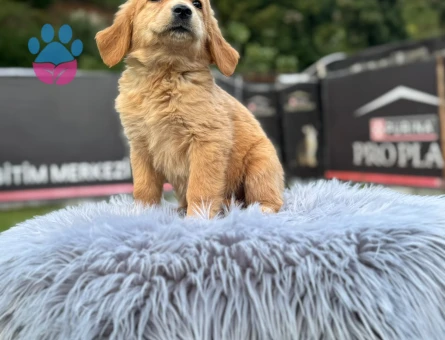 2 Aylık Erkek Golden Retriever Yavrumuz - 9776 - Görsel 2