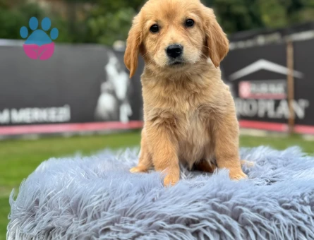 2 Aylık Erkek Golden Retriever Yavrumuz - 9776 - Görsel 3