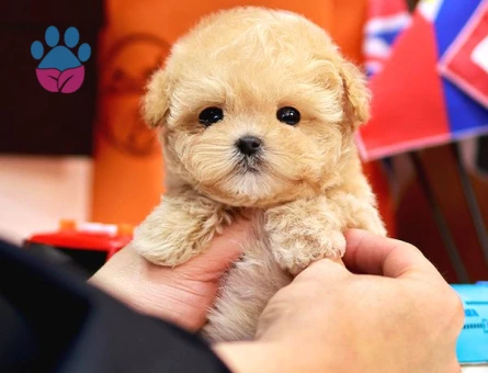 Kore Poodle efsane bebeklerimiz - 9777 - Görsel 3