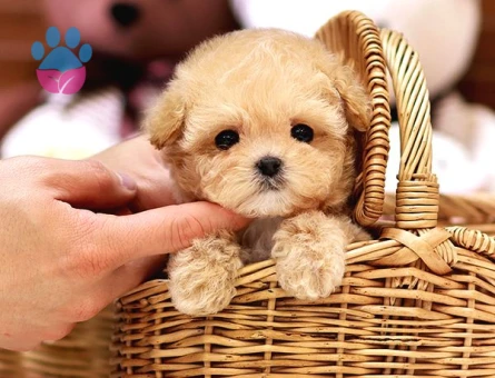 Kore Poodle efsane bebeklerimiz - 9777 - Görsel 4