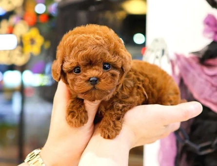 Kore Poodle birbirinden güzel bebeklerimiz - 9778