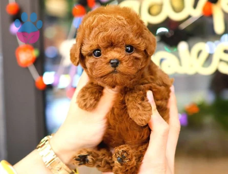 Kore Poodle birbirinden güzel bebeklerimiz - 9778 - Görsel 3