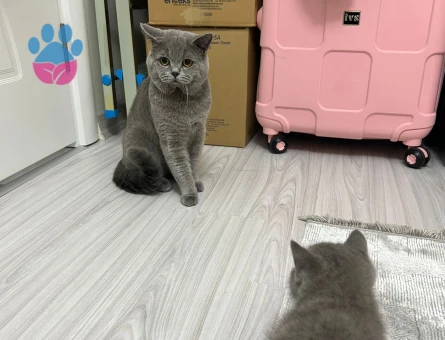2 aylık orjinal british shorthair