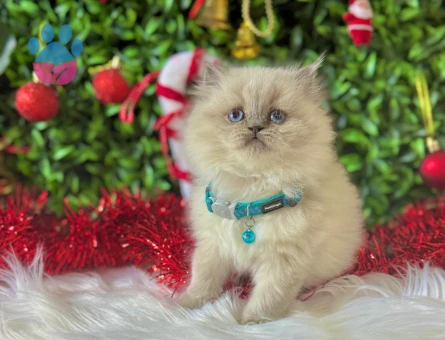 British Longhair Erkek Blupoint Mavi Gözlü Yavrumuz