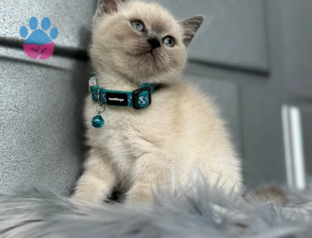British Shorthair Bluepoint 2 Aylık Erkek