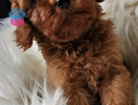 Çok akıllı çok zeki orijinal kızıl kahve maltipoo