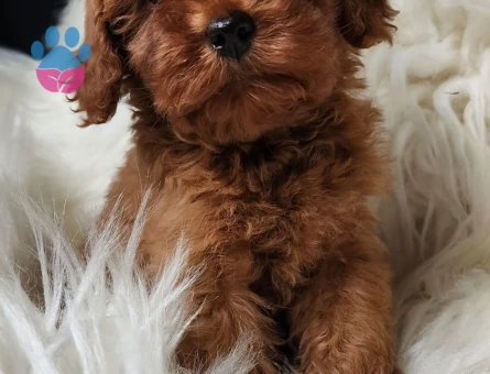 Çok akıllı çok zeki orijinal kızıl kahve maltipoo
