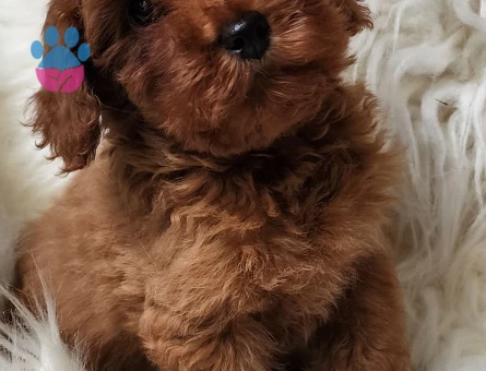 Çok akıllı çok zeki orijinal kızıl kahve maltipoo