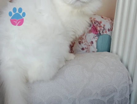KIZIMIZA EŞ ARIYORUZ