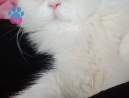 KIZIMIZA EŞ ARIYORUZ