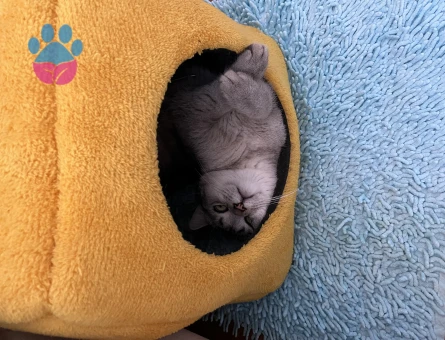 British Shorthair 7 Aylık Yuva Arıyor