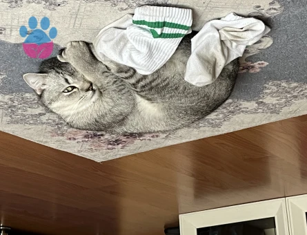 British Shorthair 7 Aylık Yuva Arıyor