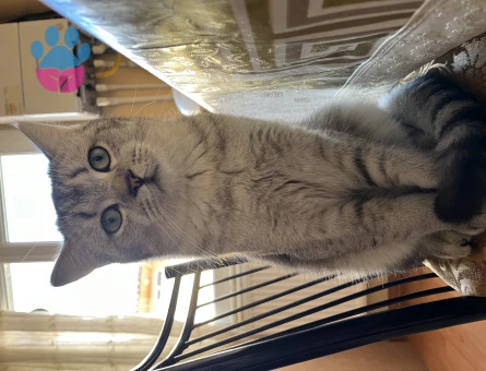 British Shorthair 7 Aylık Yuva Arıyor