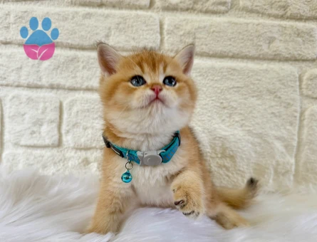 British Shorthair Golden Erkek 2 Aylık