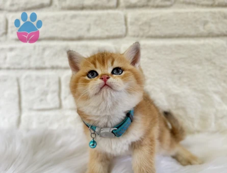 British Shorthair Golden Erkek 2 Aylık
