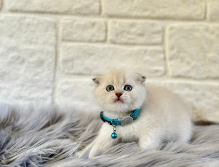 Scottish Fold Bluepoint Erkek 2 Aylık