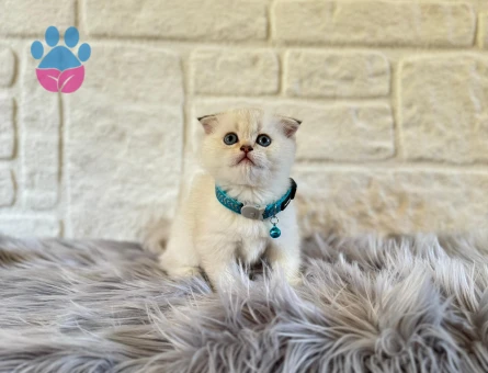 Scottish Fold Bluepoint Erkek 2 Aylık