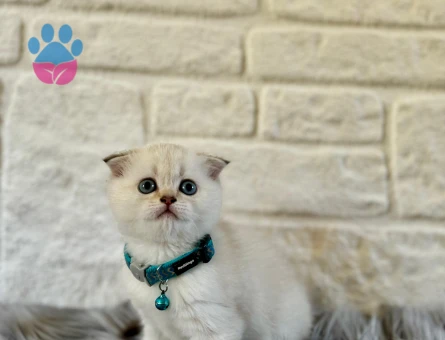 Scottish Fold Bluepoint Erkek 2 Aylık