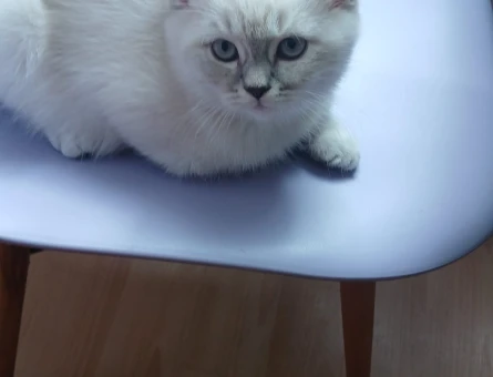 3 aylık British, Scotthish, Longhair, Shorthair yavrularımız