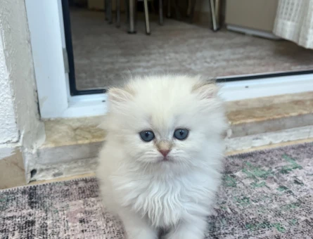 British Longhair 2 Aylık Bursa Kedi - 4421