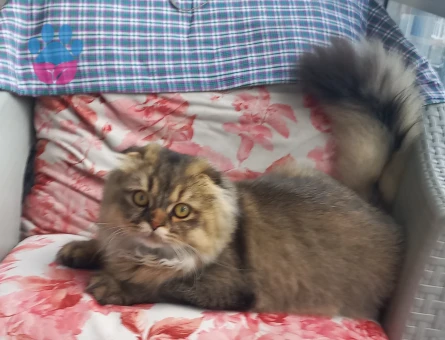 British Longhair 6 Aylık ERKEK