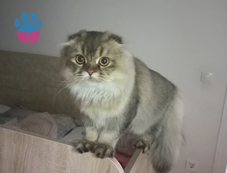 British Longhair 6 Aylık ERKEK