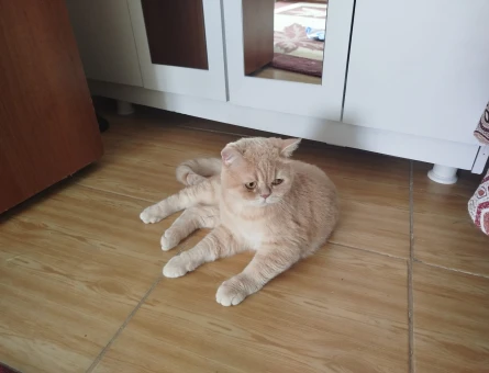 Shadow 1,5 yaşında british shorthair - 4423