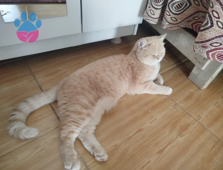 Shadow 1,5 yaşında british shorthair
