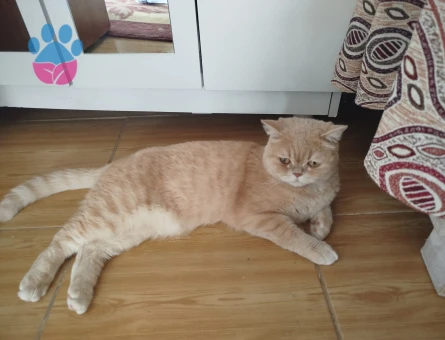Shadow 1,5 yaşında british shorthair