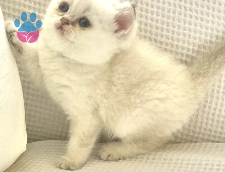 British Shorthair Ayıcık Suratlı Yuva Arıyor