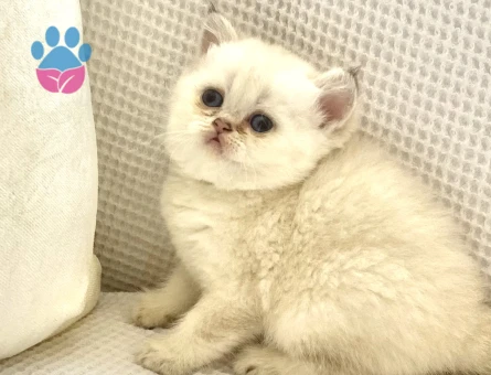 British Shorthair Ayıcık Suratlı Yuva Arıyor