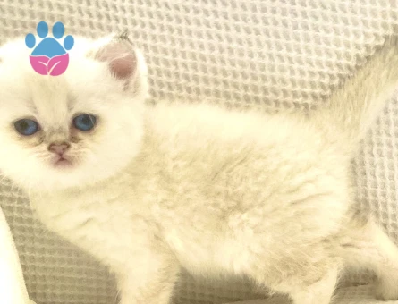 British Shorthair Ayıcık Suratlı Yuva Arıyor