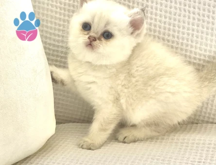 British Shorthair Ayıcık Suratlı Yuva Arıyor