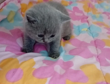 British  Shorthair Kedim Yuva Arıyor - 4426