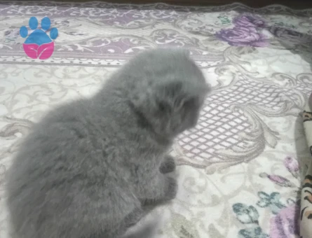 British  Shorthair Kedim Yuva Arıyor